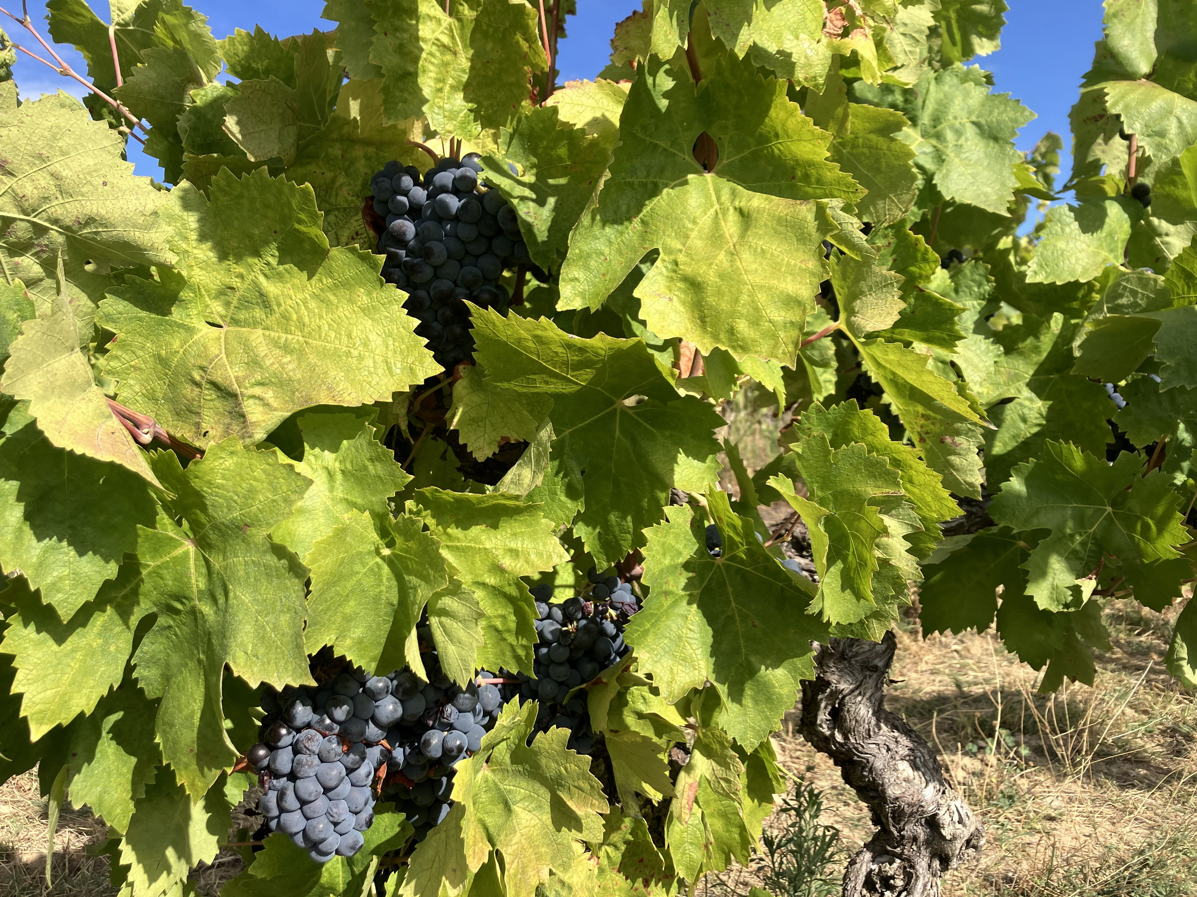 Carignan